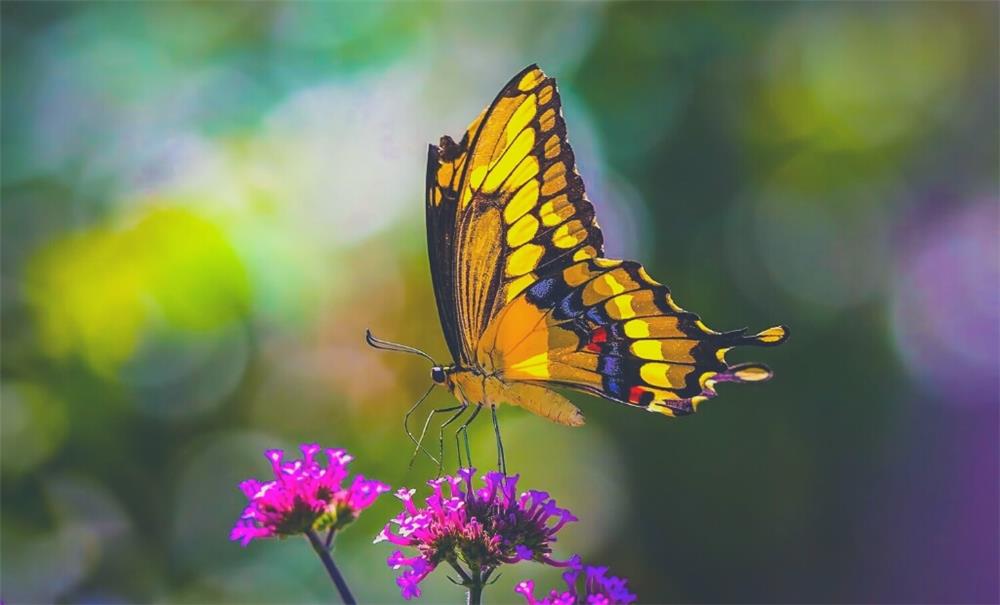 Top 10 páginas para colorir borboleta para adultos no top 10top 10