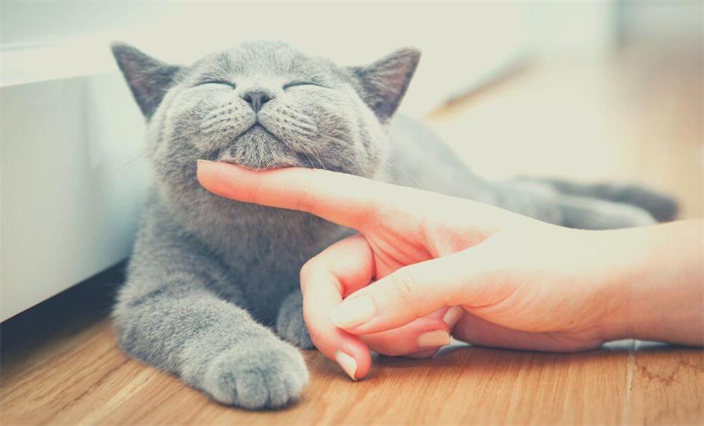 ¿Pueden los gatos sentir tu estado de ánimo y emociones??