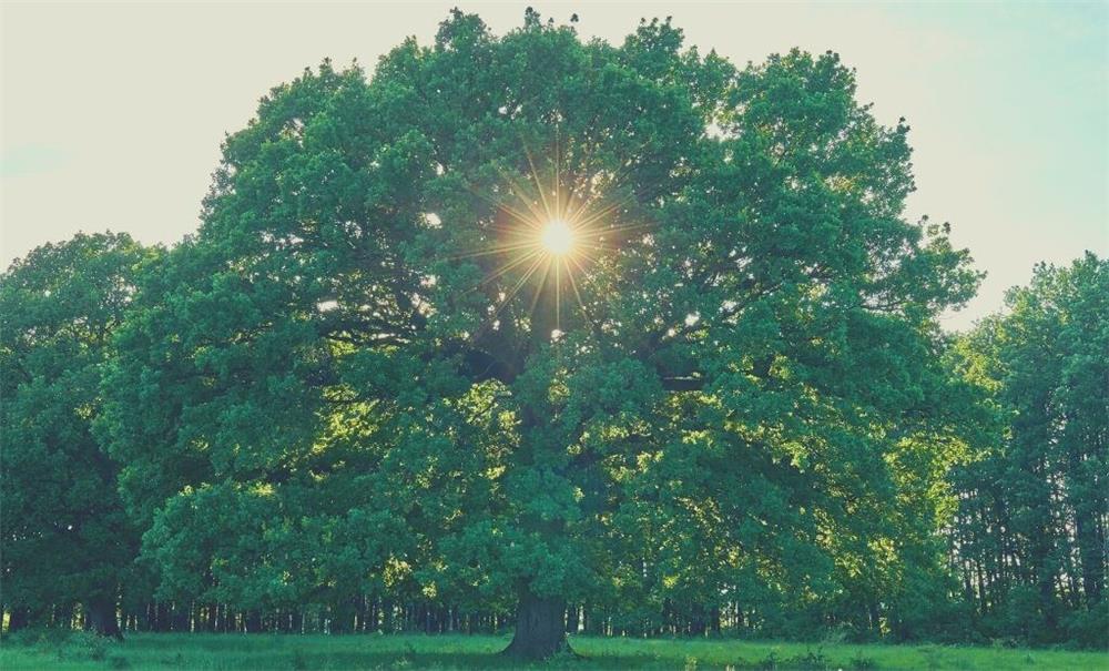 El Poema de Oak Tree 3 Lecciones para tu vida